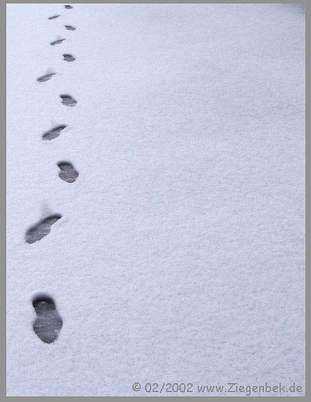 ... Spuren im Schnee fhr'n hinauf auf steile Hh ...